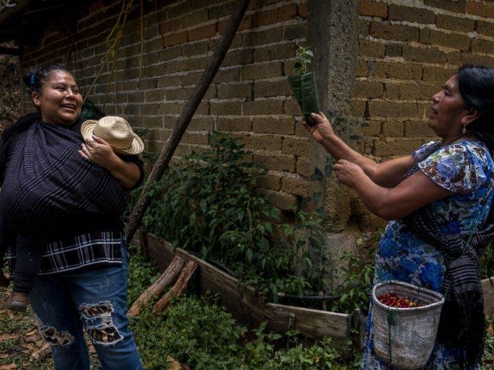 How indigenous women farmers in Mexico are using agroforestry to save the world’s favorite drink