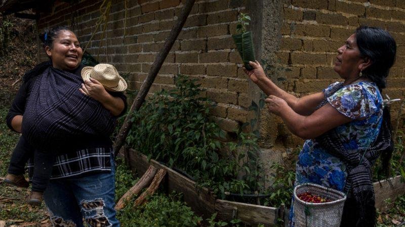 indigenous women, coffee