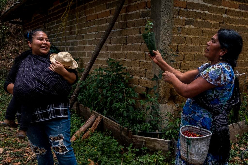 How indigenous women farmers in Mexico are using agroforestry to save the world’s favorite drink