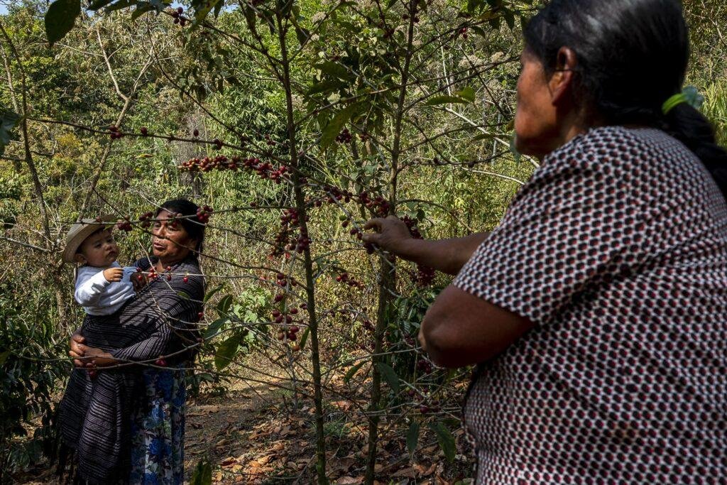 coffee producers, mexico