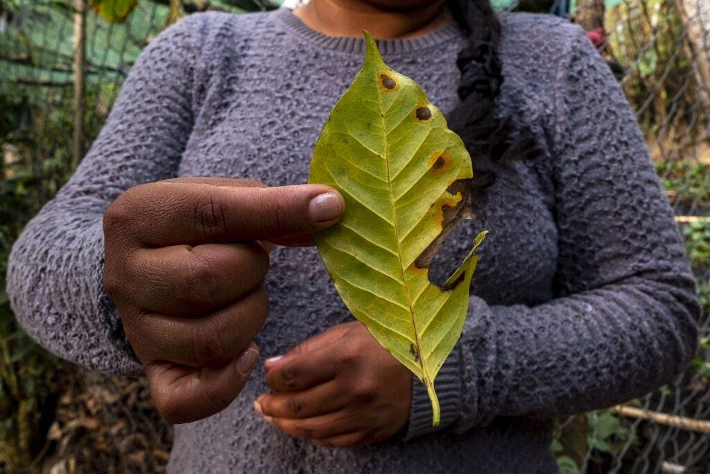 coffee plantations, mexico